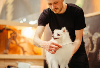 a small white chihuahua being groomed by a pet groomer