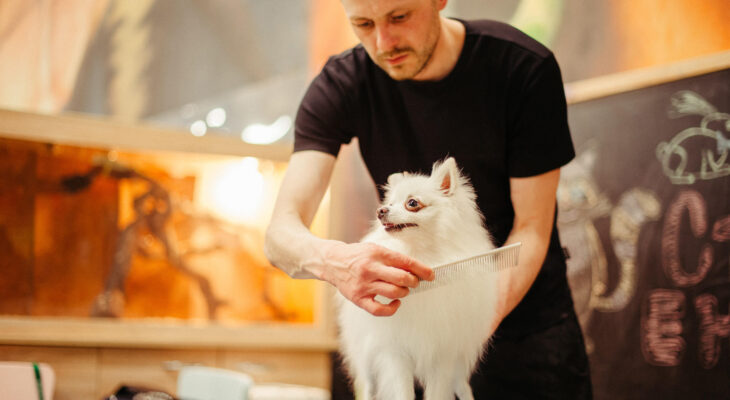 a small white chihuahua being groomed by a pet groomer