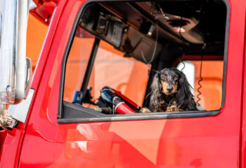 truck driver's pet sitting on the driver's seat of a red semi truck